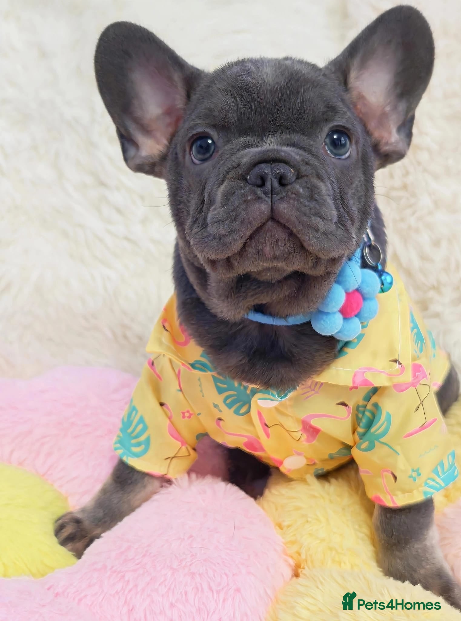 French Bulldog dogs French bulldog  - Advert 2