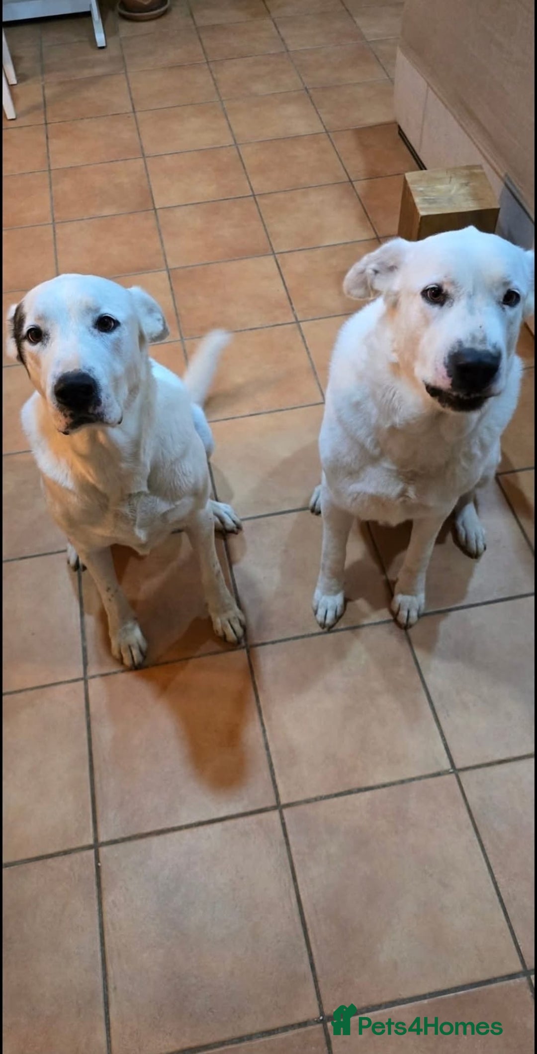 Mixed Breed dogs for adoption: Very Urgent Foster - Advert 1