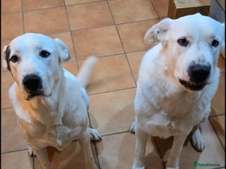Mixed Breed dogs Very Urgent Foster - Advert 4