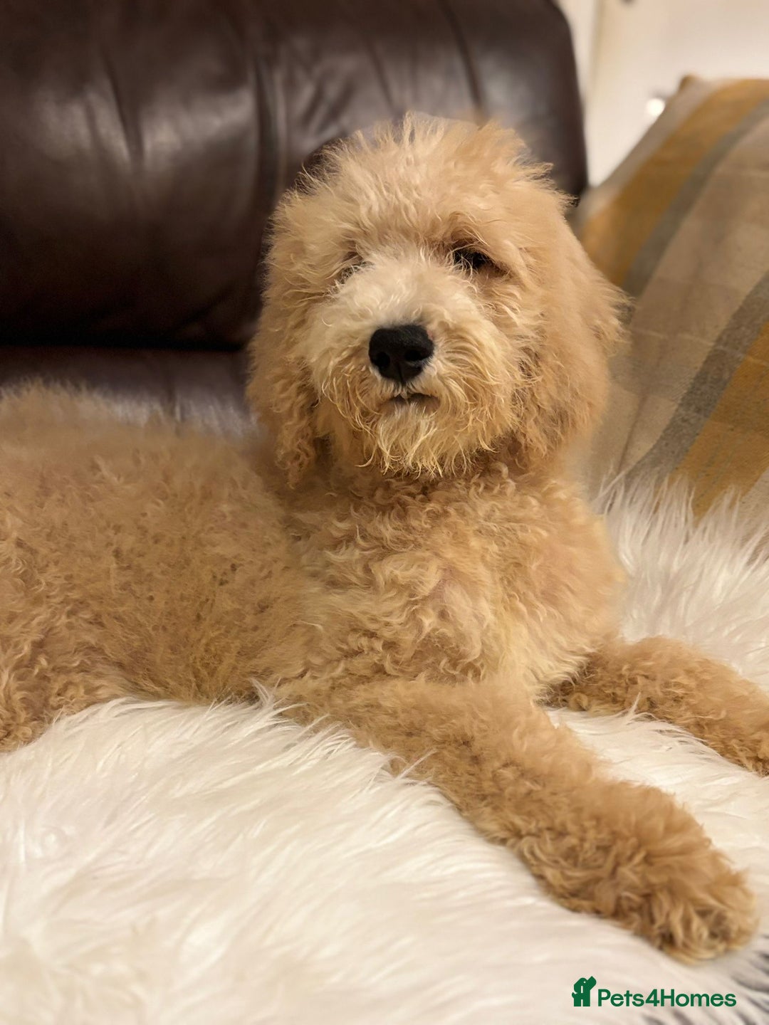 Bernedoodle dogs for sale: Ready Now Bernedoodle standard fluffy teddy bears - Advert 1