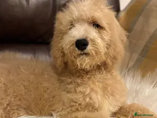 Bernedoodle dogs Ready Now Bernedoodle standard fluffy teddy bears - Advert 1