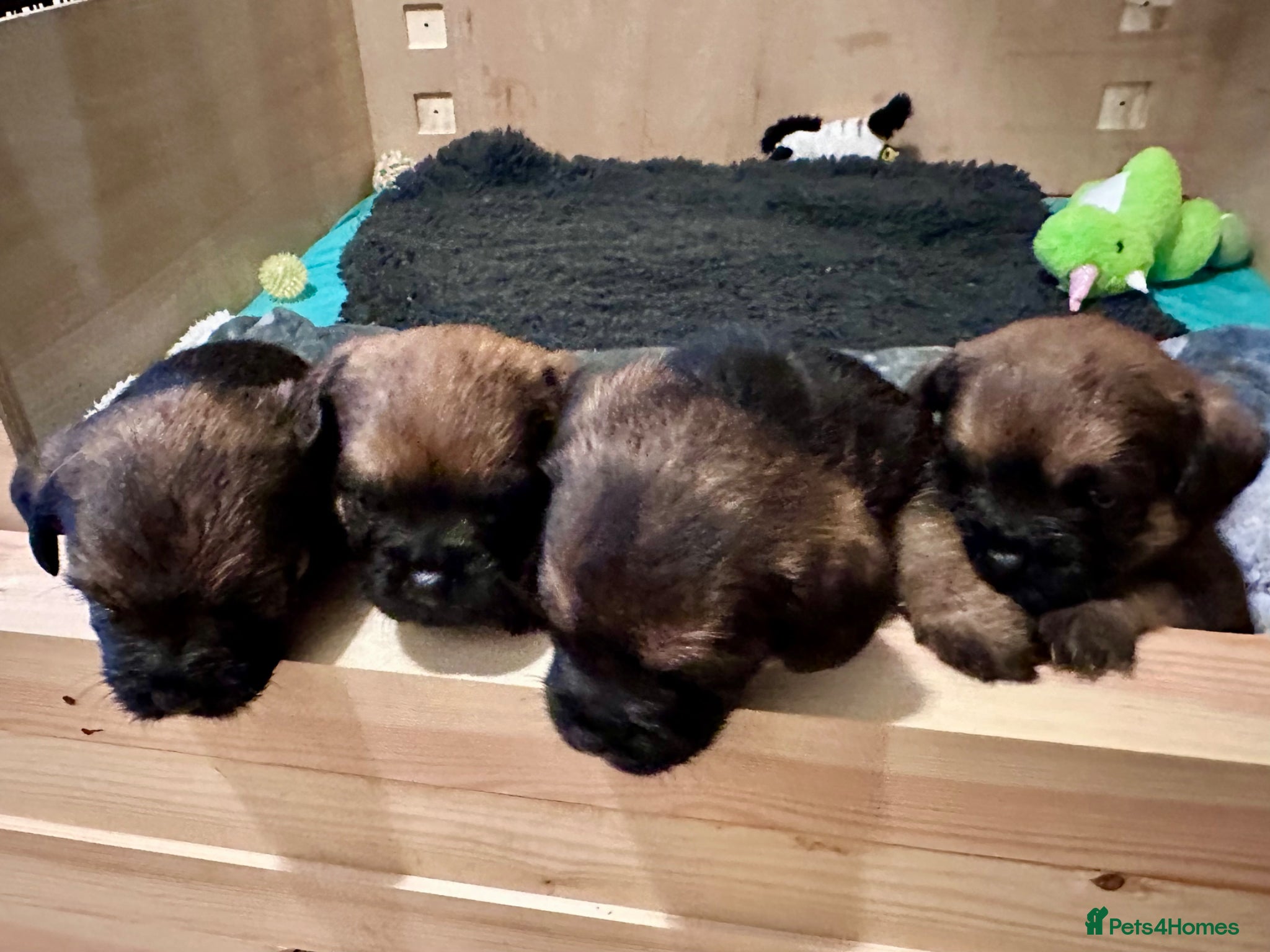 Border Terrier dogs for sale: KC Registered Slem clear Border Terrier Pups - Advert 5