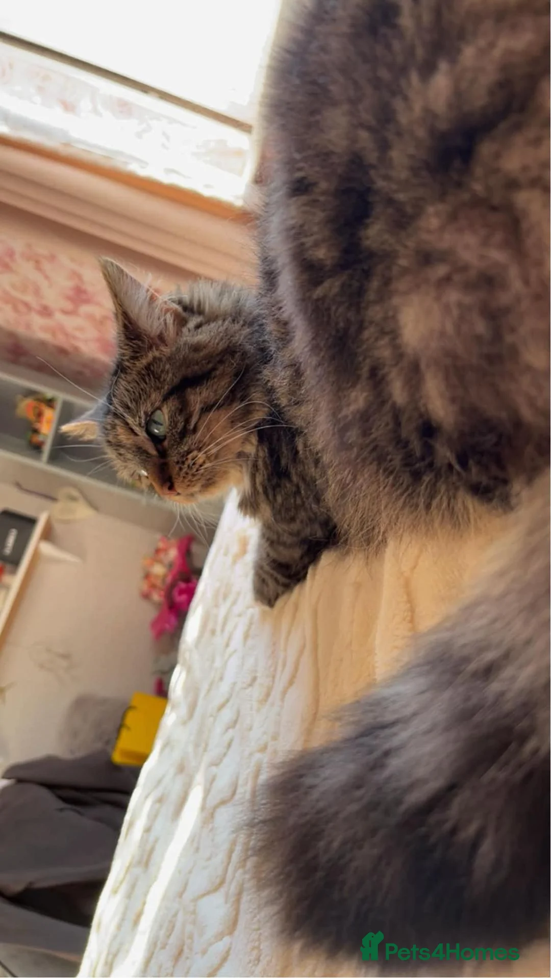 Mixed Breed cats for sale: Hi im Tabby  - Advert 3