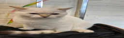 British Shorthair cats for sale: Gorgeous white British shorthair kittens 🐾 - Advert 13