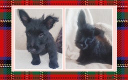 Scottish Terrier dogs for sale: Girl KC Reg vWD/CMO Clear Scottish Terrier Puppy  - Image 1