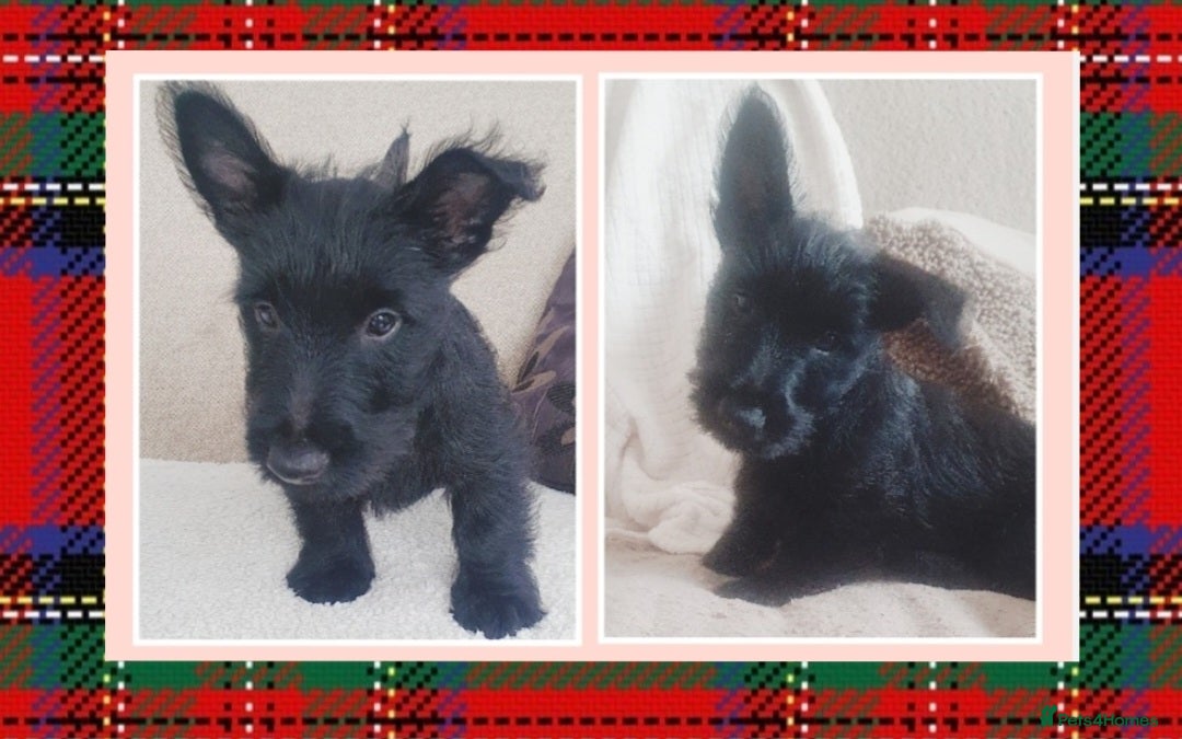 Scottish Terrier dogs for sale: Girl KC Reg vWD/CMO Clear Scottish Terrier Puppy  - Image 1