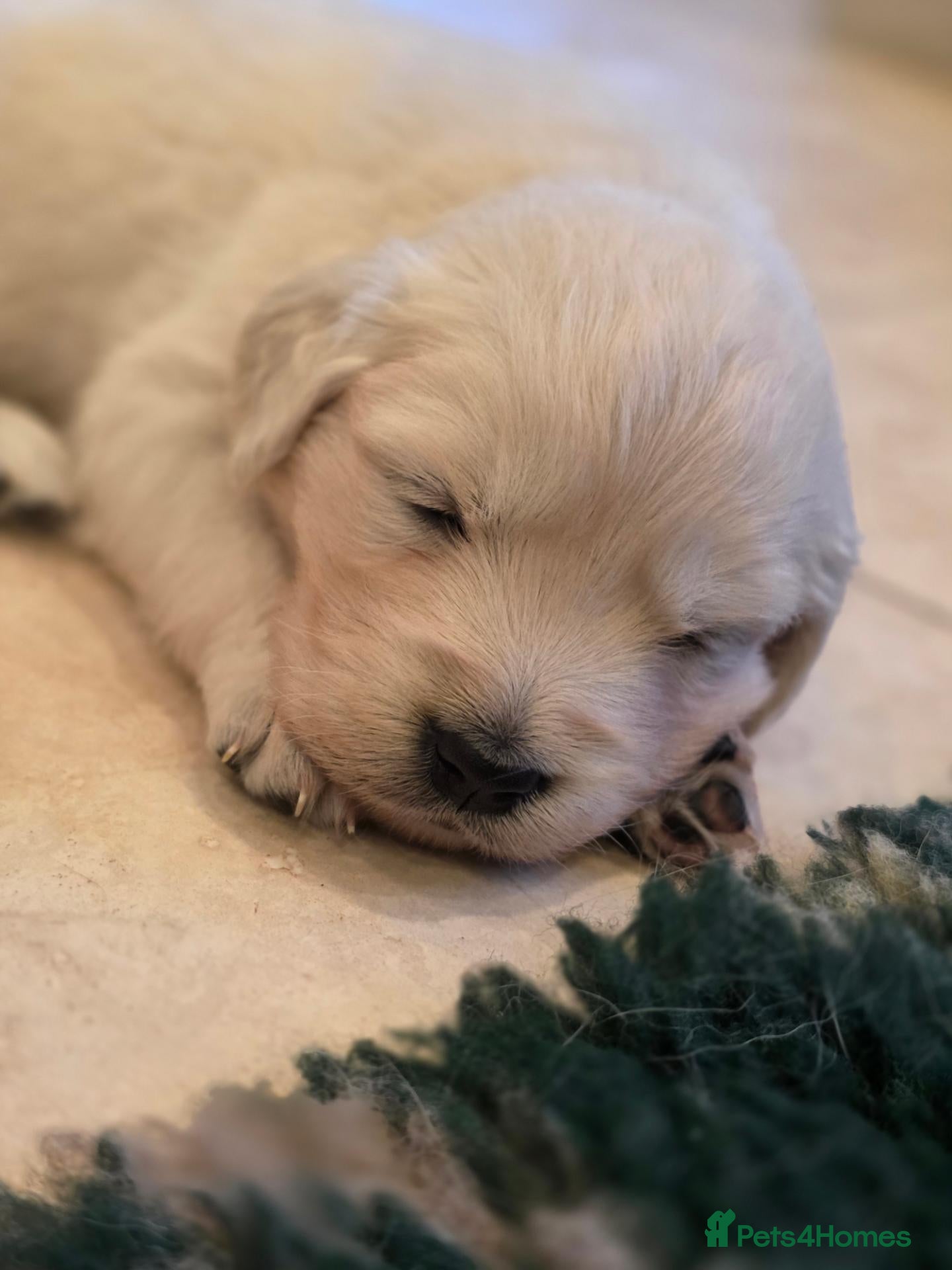 Golden Retriever dogs Palest cream puppies for sale - Advert 1