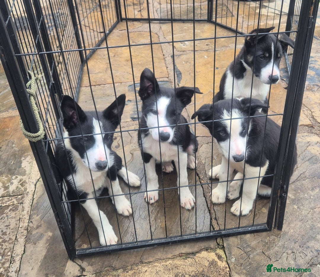 Border Collie dogs for sale: 3 Gorgeous border collie puppies for sale. - Image 2