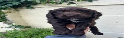 Cocker Spaniel dogs for sale: Outstanding cocker spaniel puppies - Advert 23