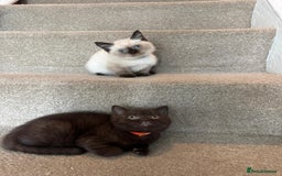 British Shorthair cats for sale: 💙 2 handsome  GCCF British Sorthair 💙 - Image 4