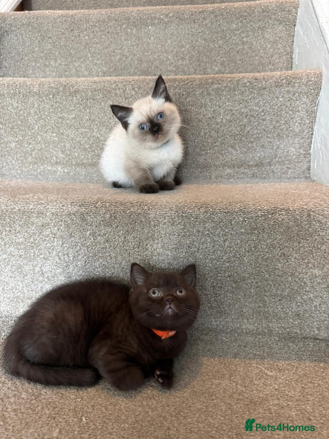 British Shorthair cats for sale: 💙 2 handsome  GCCF British Sorthair 💙 - Image 4