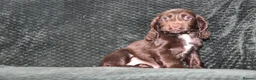 Cocker Spaniel dogs for sale:  Ready Now Kc Reg Show Type Cocker Spaniel - Advert 13