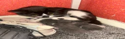 Mixed Breed cats for sale: 3 adorable babies! - Advert 2