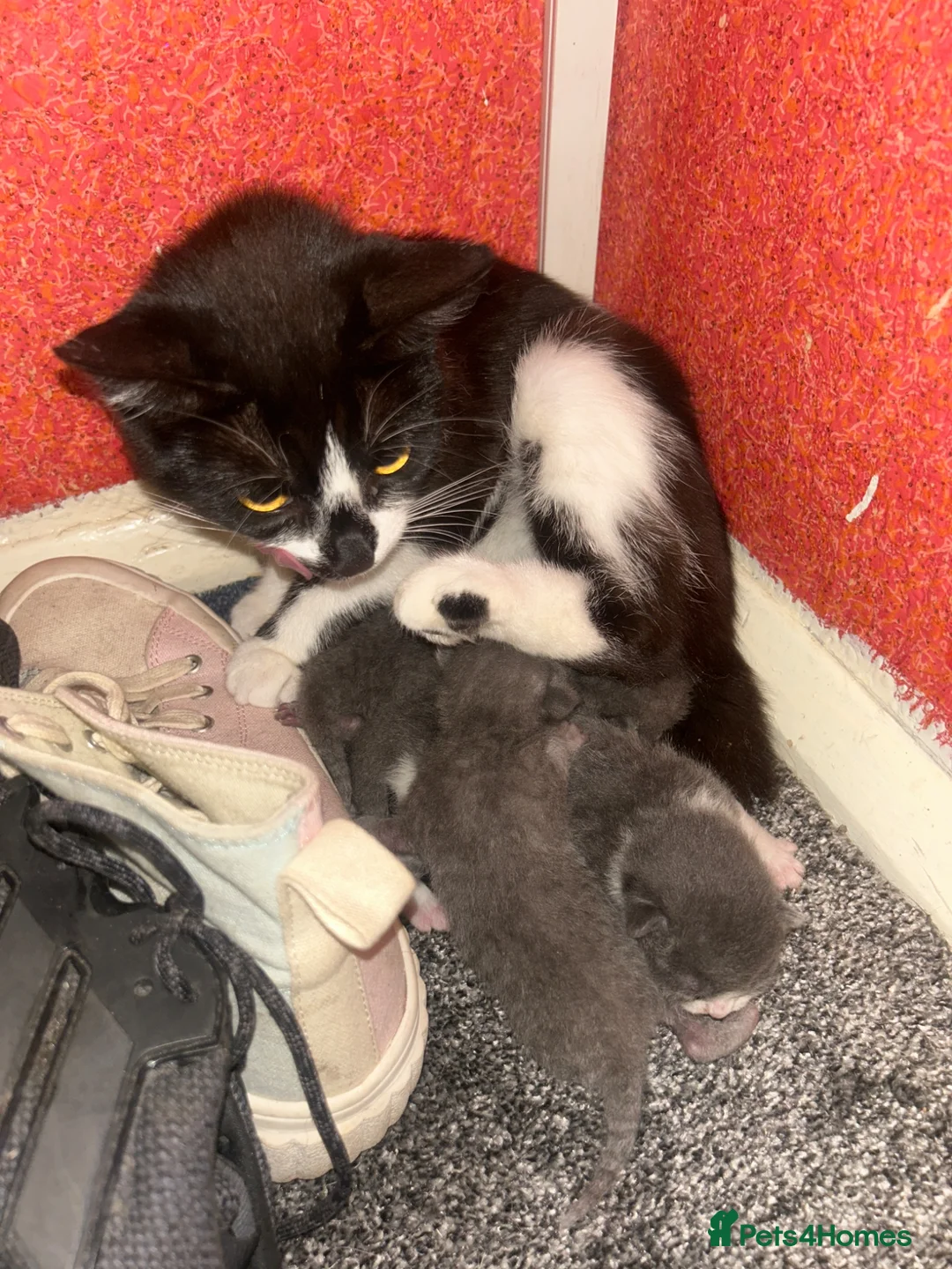 Mixed Breed cats for sale: 3 adorable babies! - Advert 2