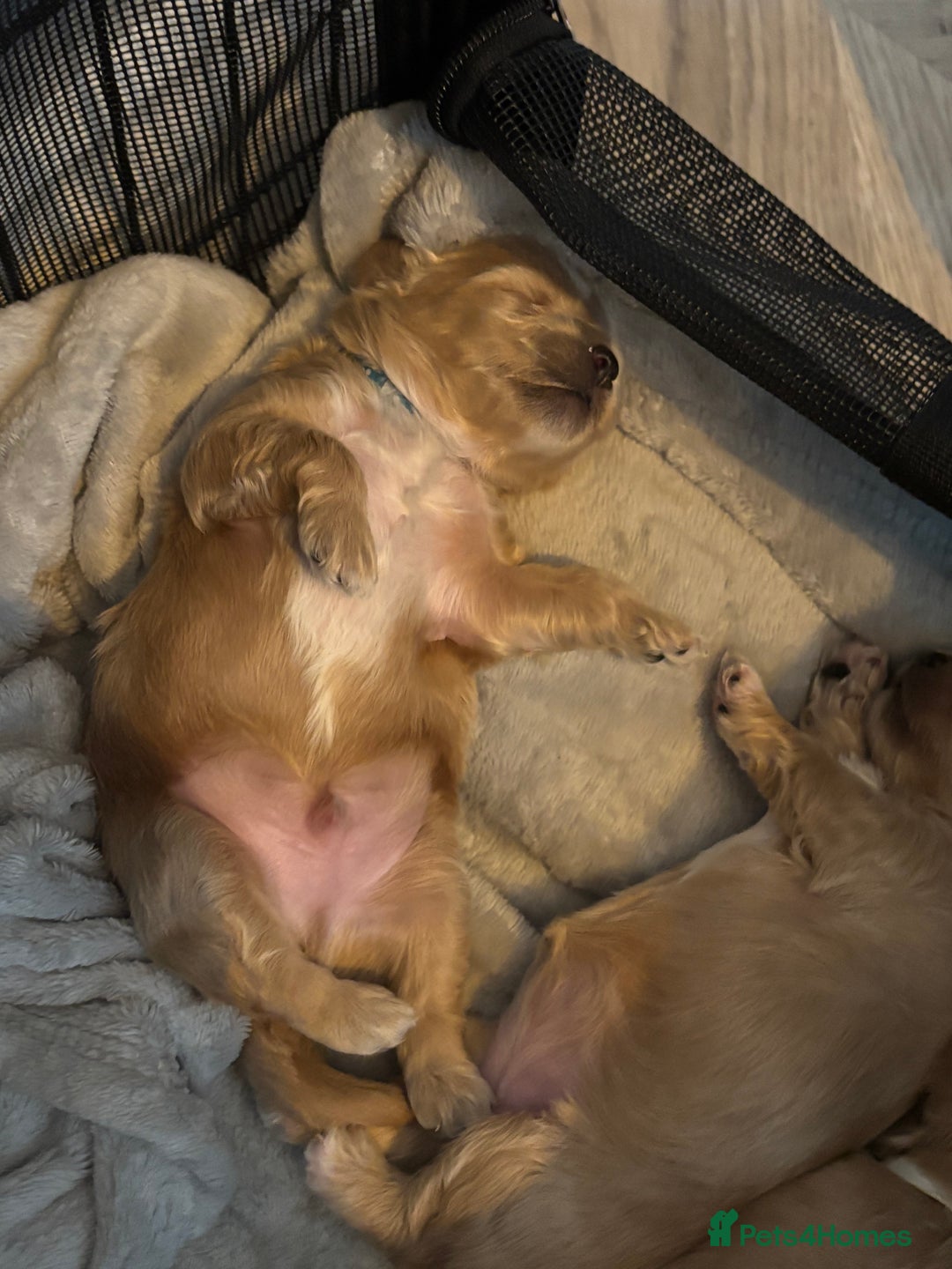 Maltipoo dogs for sale: F1 maltipoo puppies  - Image 5