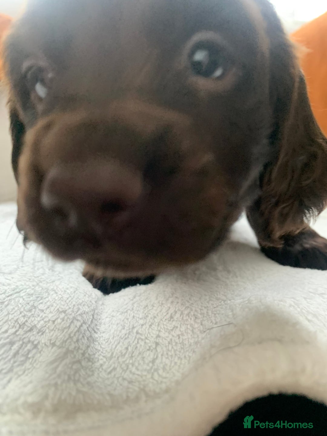 Cocker Spaniel dogs for sale: PURE CHOCOLATE WORKING COCKER SPANIELS  - Advert 19