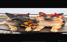 German Shepherd dogs for sale: German Shepherd pups - Image 17