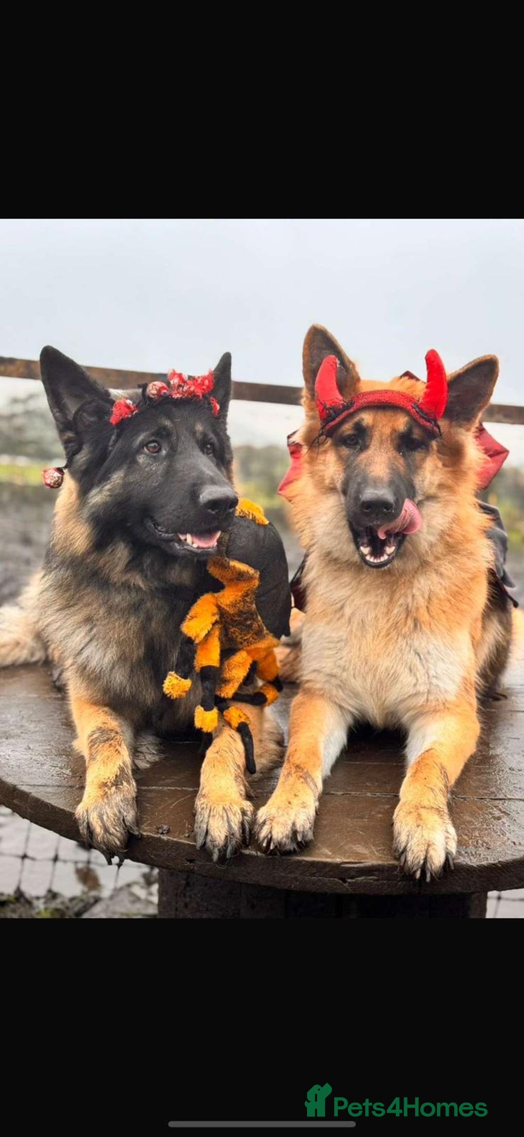 German Shepherd dogs for sale: German Shepherd pups - Image 17