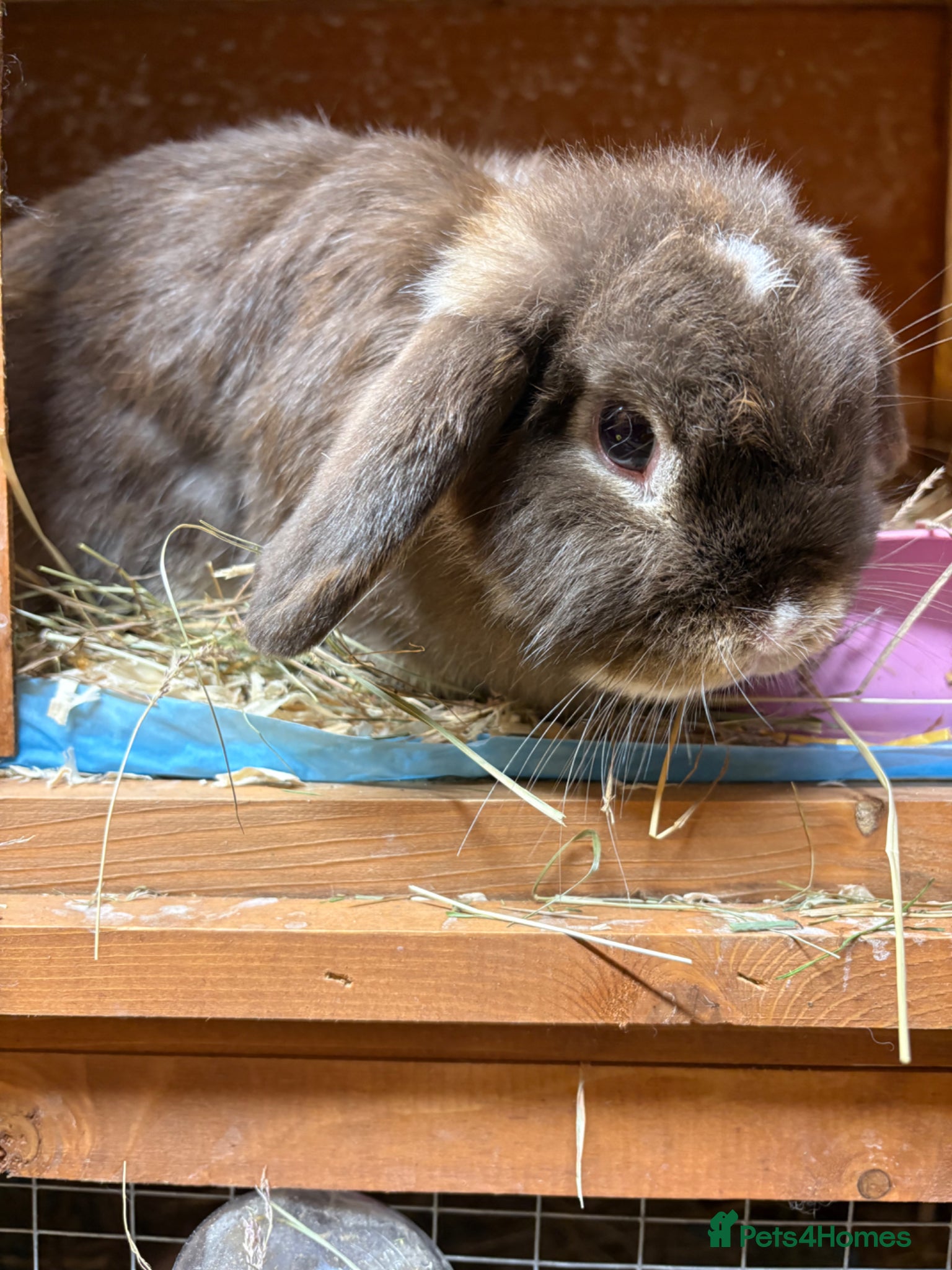 Dwarf Lop rabbits Beautiful loving girl ‘Hetti’ - Advert 6