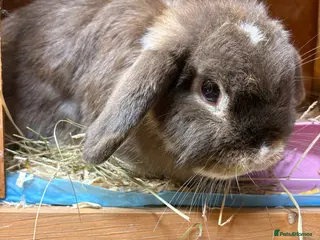Dwarf Lop rabbits Beautiful loving girl ‘Hetti’ - Advert 6