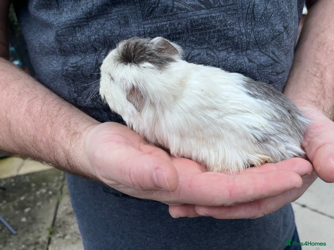Guinea Pig rodents for sale: 4 Guinea pigs  - Image 3