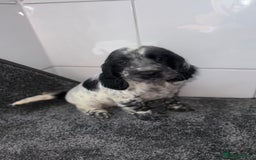 Cocker Spaniel dogs for sale: 6 stunning show type cocker spaniels  - Image 21