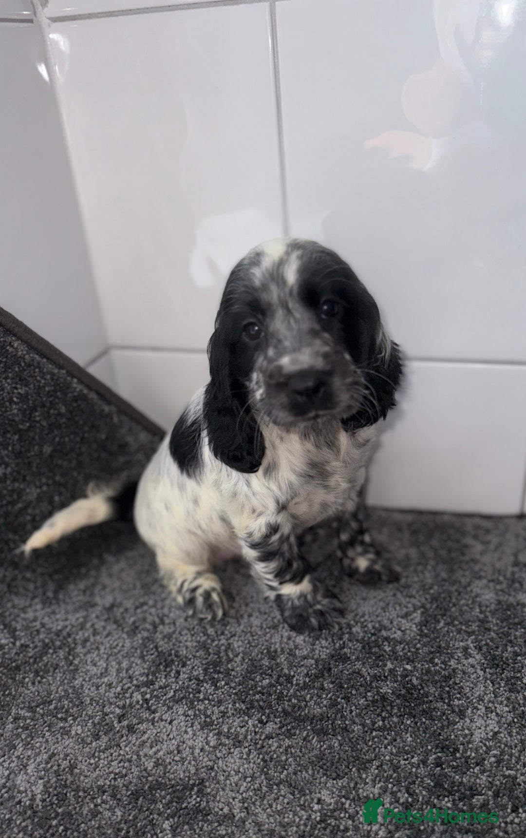 Cocker Spaniel dogs for sale: 6 stunning show type cocker spaniels  - Image 21
