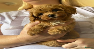 Cavapoo dogs - Advert 2