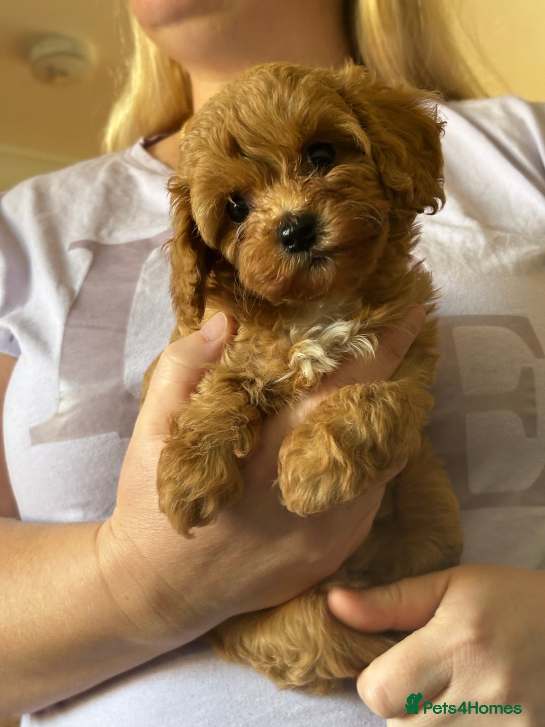 Cavapoo dogs for sale: Top quality F1b toy cavapoos  - Advert 15