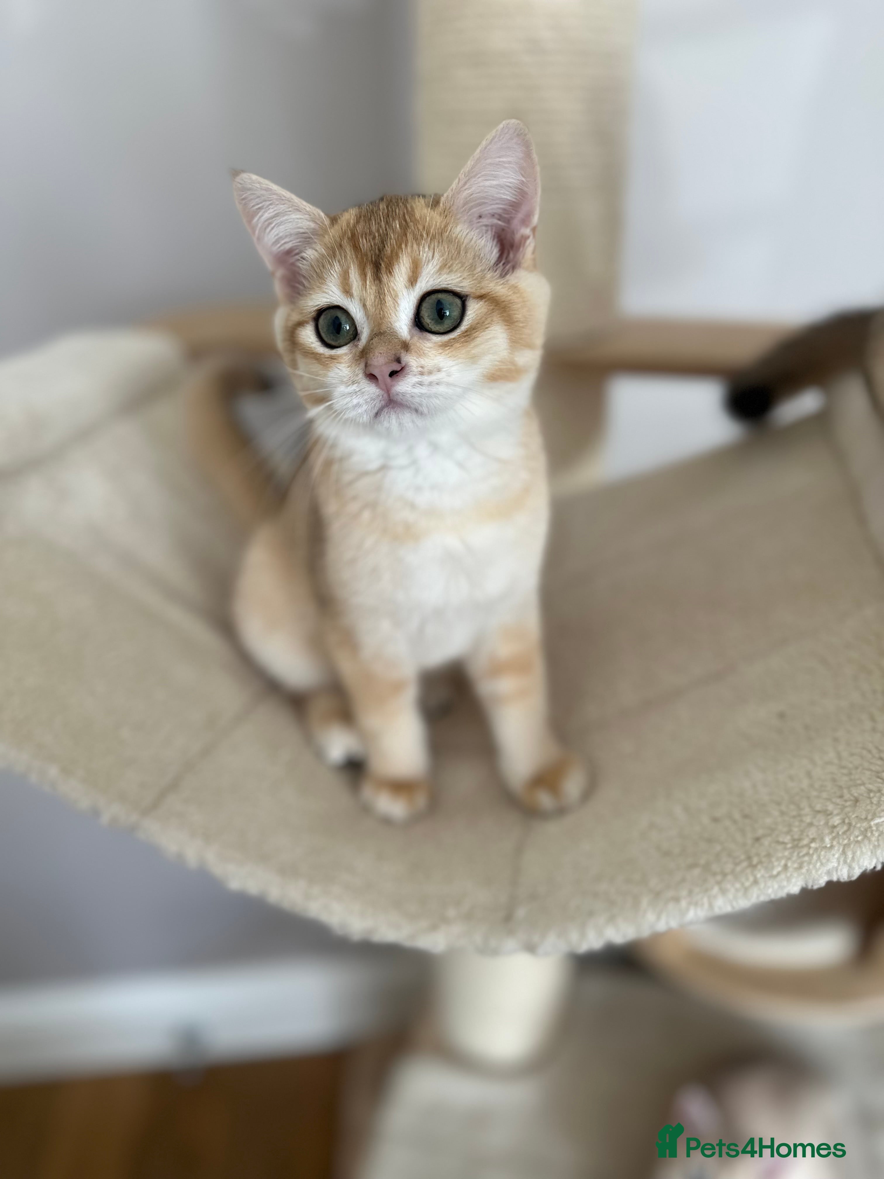 British Shorthair cats BSH Golden shaded kittens, pure breed! Ready now - Advert 2