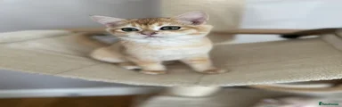 British Shorthair 2