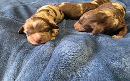 Cockapoo dogs for sale: Cockapoo puppies - Image 31