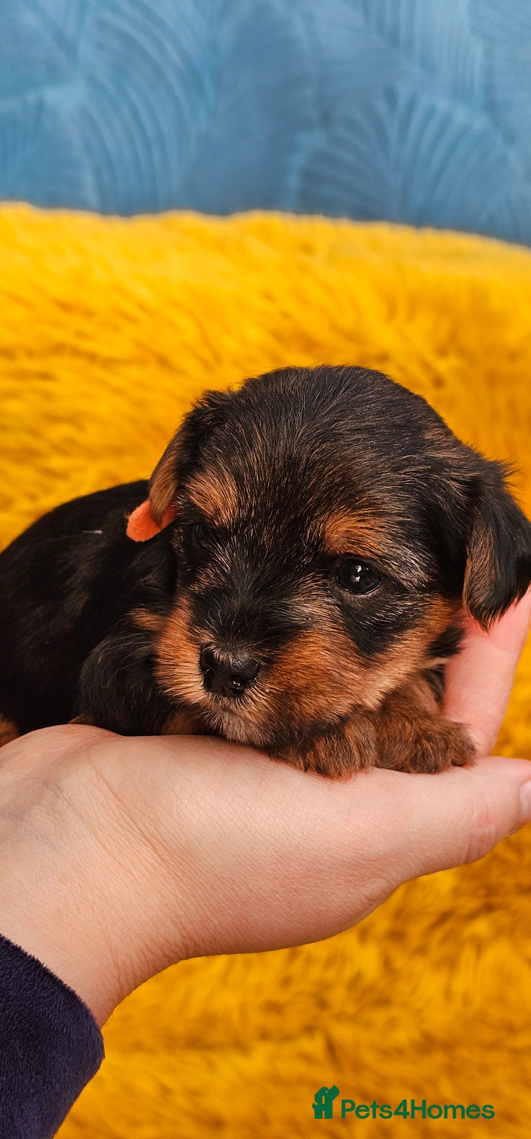 Yorkshire Terrier dogs for sale: Yorkshire Terrier puppies - Advert 12