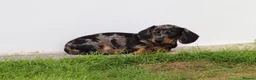 Dachshund dogs for sale: Miniature Dachshund puppies for sale - Advert 38