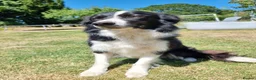 Border Collie dogs for sale: Border collie for sale - Advert 5