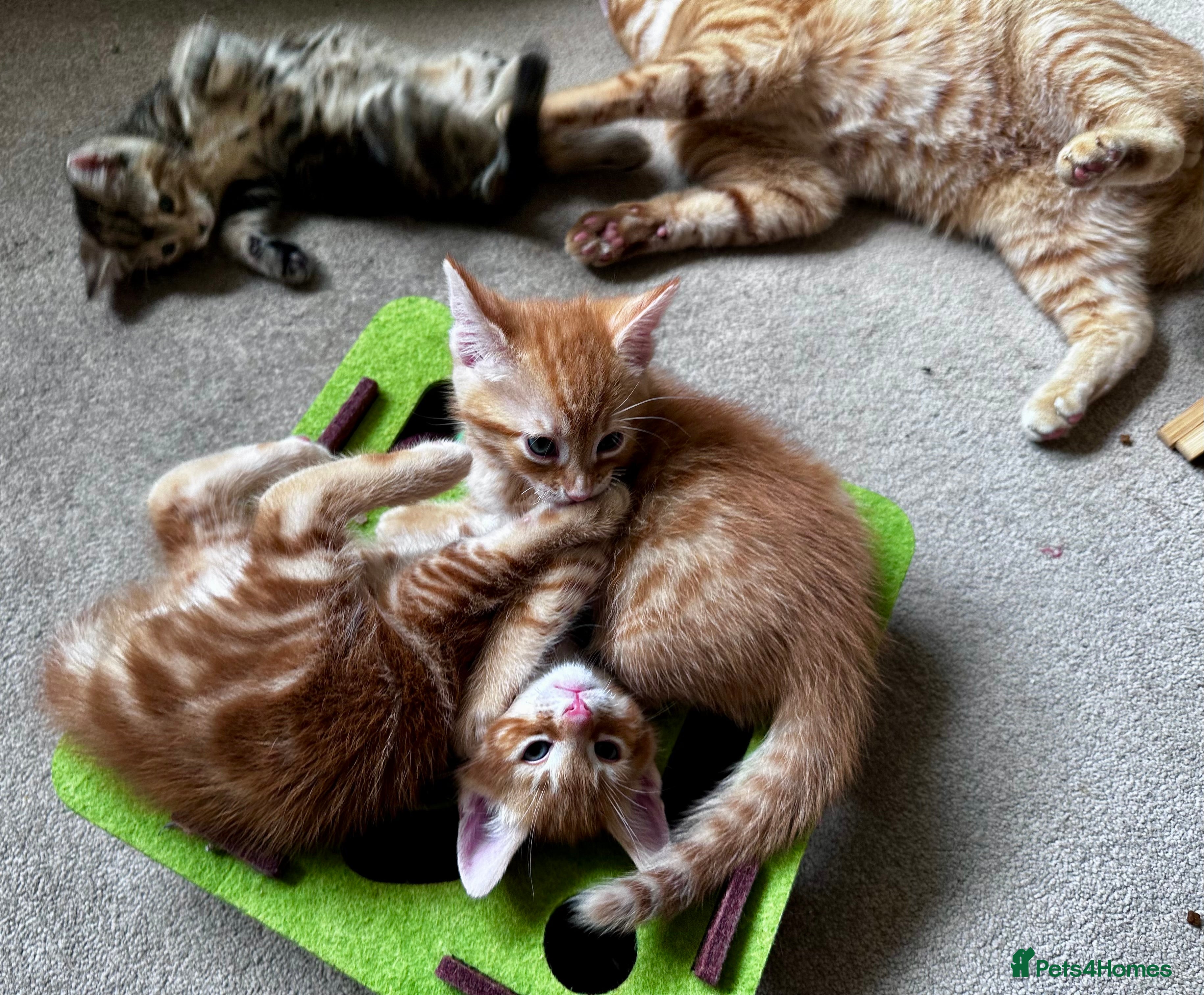 Mixed Breed cats Adorable bengal&tabby mix kittens  - Advert 2