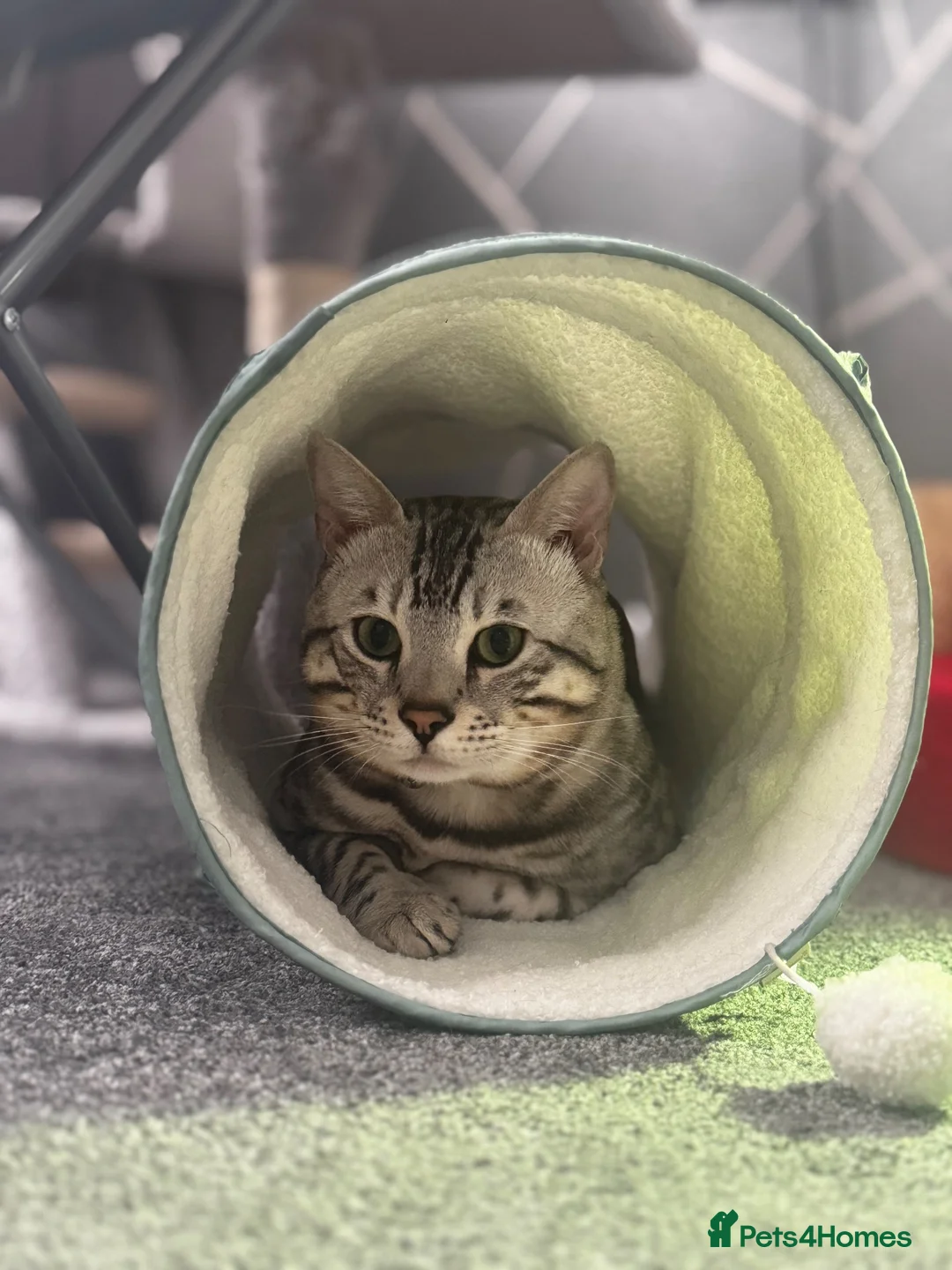 Bengal cats for stud: Juicy Jax - Advert 10