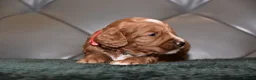 Cockapoo dogs for sale: F1 Toy Cockapoo Puppies Fully Health Tested - Advert 21