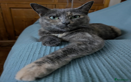 Mixed Breed cats for sale: Ready for Summer Holidays  - Image 9