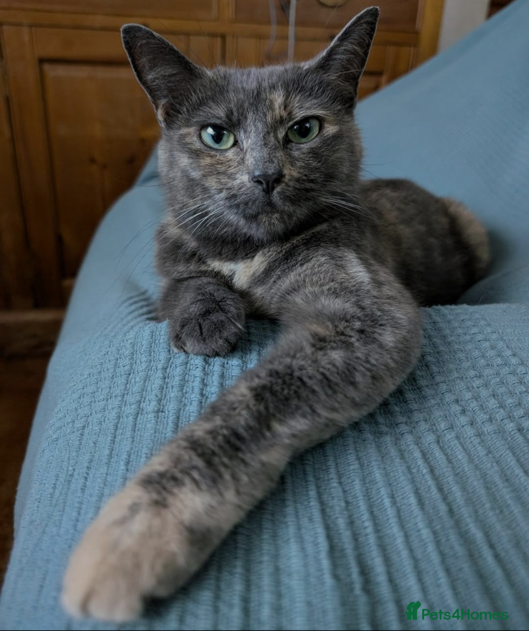Mixed Breed cats for sale: Ready for Summer Holidays  - Image 9