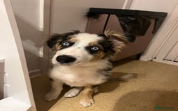 Border Collie dogs for sale: 4 month border collie male - Image 7