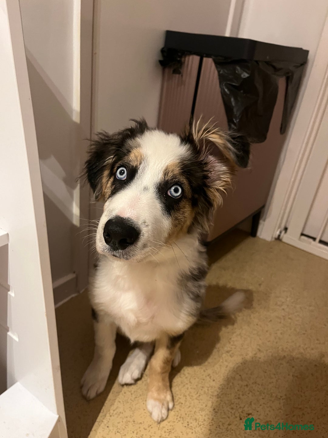 Border Collie dogs for sale: 4 month border collie male - Image 7