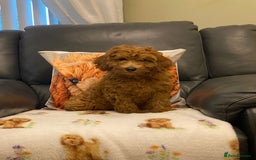 Cavapoo dogs for sale: Super cute, health tested, friendly Cavapoo pups  - Image 2