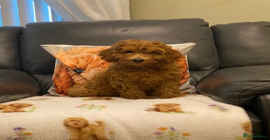 Cavapoo dogs - Advert 3