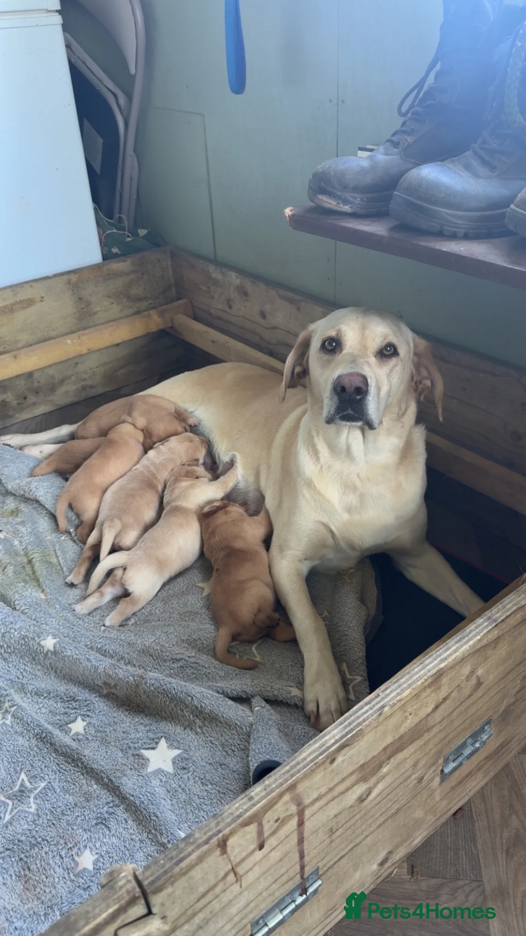 Golden Retriever dogs for sale: 2 gorgeous Labrador puppies  in Tiverton - Advert 4