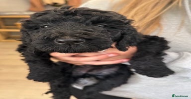 Labradoodle dogs - Advert 3