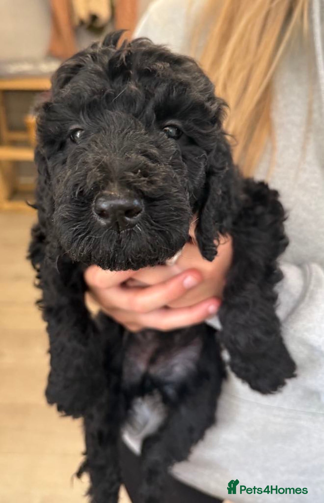 Labradoodle dogs for sale: F,1,B Standard labradoodles,READY FOR THERE HOMES  - Image 3