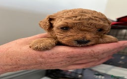 Poochon dogs for sale: 1 female 1 male Poochon puppy.  - Image 2