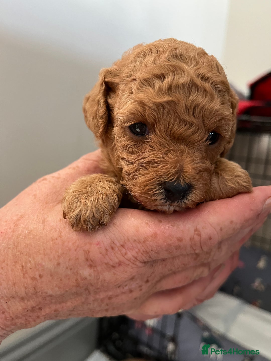 Poochon dogs for sale: 1 female 1 male Poochon puppy.  - Image 2