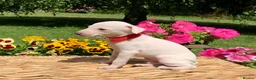 Italian Greyhound dogs for sale: KC Italian greyhound puppies East. Europ lineage - Advert 35
